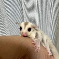 フクロモモンガ クリミノ possプラチナorリューシ メス