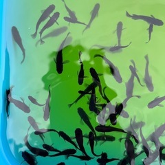 メダカ　めだか　オロチ　の画像