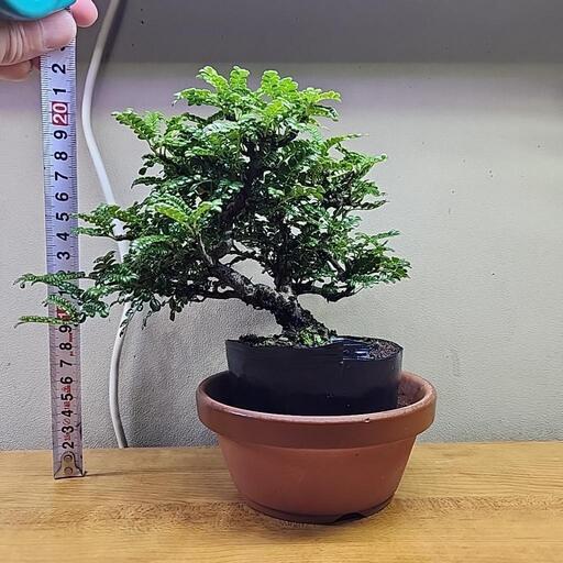 最終値下げ！磯山椒盆栽素材