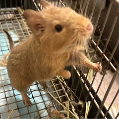 デグーちゃんの里親募集