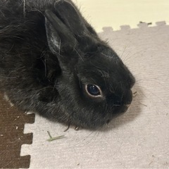 うさぎちゃんの里親募集