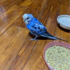 迷子のインコ(宮古島市平良久貝)
