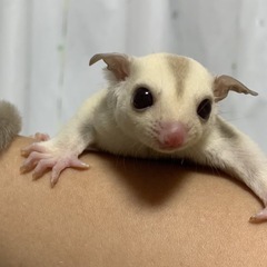 フクロモモンガ（クリミノ♂）