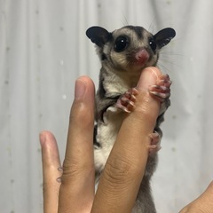 フクロモモンガ（モザイク♂ノーマル♂）