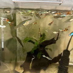 熱帯魚　エンドラーズ　グッピー