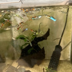 熱帯魚　エンドラーズ　グッピーの画像