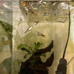 熱帯魚　エンドラーズ　グッピーの画像