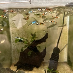 熱帯魚　エンドラーズ　グッピーの画像