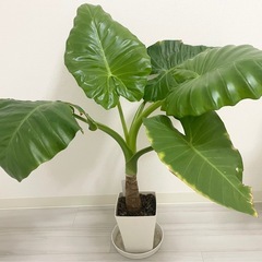 観葉植物6鉢セットアガベモンステラクワズイモドラセナサンスベリアギンテマリサボテンの画像