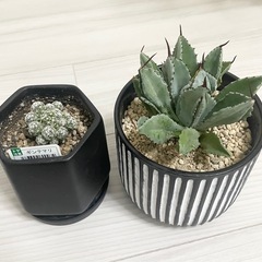 観葉植物6鉢セットアガベモンステラクワズイモドラセナサンスベリアギンテマリサボテンの画像