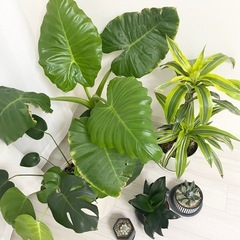 観葉植物6鉢セットアガベモンステラクワズイモドラセナサンスベリア...