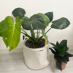 観葉植物6鉢セットアガベモンステラクワズイモドラセナサンスベリアギンテマリサボテンの画像