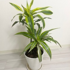 観葉植物6鉢セットアガベモンステラクワズイモドラセナサンスベリアギンテマリサボテンの画像