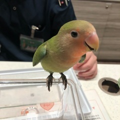 コザクラインコ（引き取り者決定）