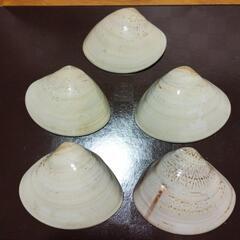 ハマグリ　貝殻　金塗り　５個セットの画像