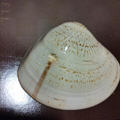 ハマグリ　貝殻　金塗り　５個セットの画像