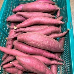 鳥取県米子市　さつまいも　4キロ前後　新鮮　甘くて美味しい　期間限定品　⑦　農家直送の画像