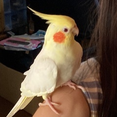 オカメインコを探しています。