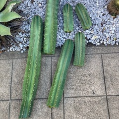 柱 サボテン 切売り