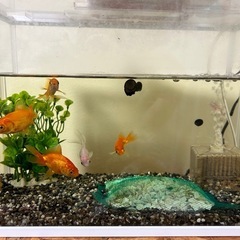 金魚５匹　水槽セット
里親