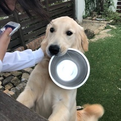 ゴールデンレトリーバーをカットしたい方