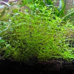水草 パールグラス 少量ですが