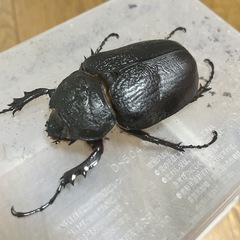 レックスゾウカブトの中古が安い！激安で譲ります・無料で