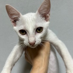 保護猫　白猫2匹 − 熊本県