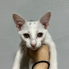 保護猫　白猫2匹 - 猫