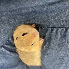リチャードソンジリス🐿️