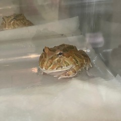 ツノガエル🐸