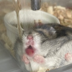 ハムスター🐹 - ペット