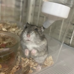 ハムスター🐹