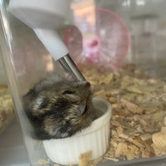 ハムスター🐹 - 八王子市