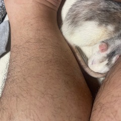 ファンシーラットメス2匹の里親募集します。 − 兵庫県