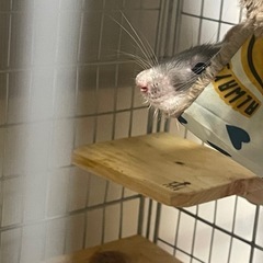ファンシーラットメス2匹の里親募集します。 - 里親募集
