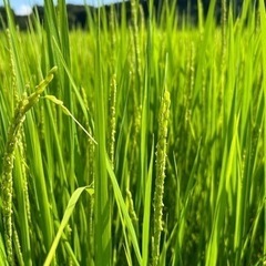  【受付再開】※好評につき受付終了しました。2024年(令和6年...