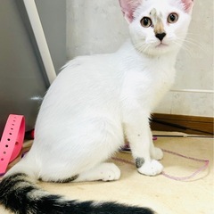 里親募集です。