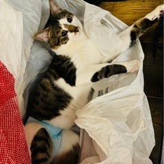 遊ぶの大好きな寂しがりの構ってちゃん