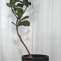 【原価5万円】大型観葉植物（カシワバゴム）※29日午前取りに来れ...
