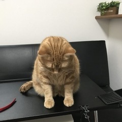 【至急】9月2日(月)家具移動手伝って下さい🙇‍♀️