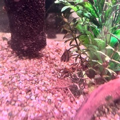 水槽一式すべてセット　淡水魚生体付きの画像