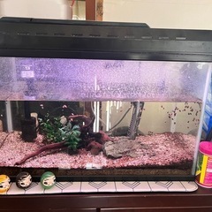 水槽一式すべてセット　淡水魚生体付きの画像