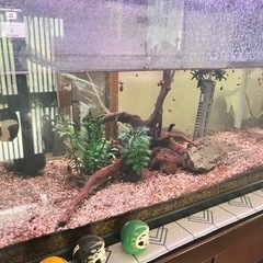 水槽一式すべてセット　淡水魚生体付き