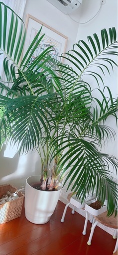 ヤシの木　観葉植物