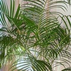 ヤシの木　観葉植物の画像
