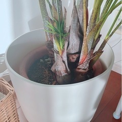 ヤシの木　観葉植物の画像