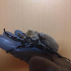 大型ペアエレファスゾウカブトの画像