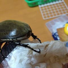 大型ペアエレファスゾウカブトの画像