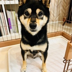 【問い合わせ対応中につき募集一時停止】豆柴　おとなしいです。